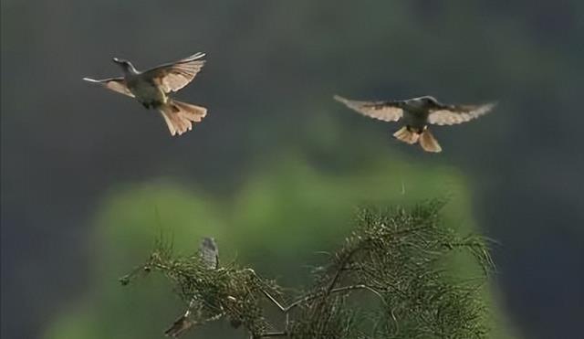 叶珂被扒名媛培训班毕业，晓明哥掉入了Amy姐的美人坑，网友炸了