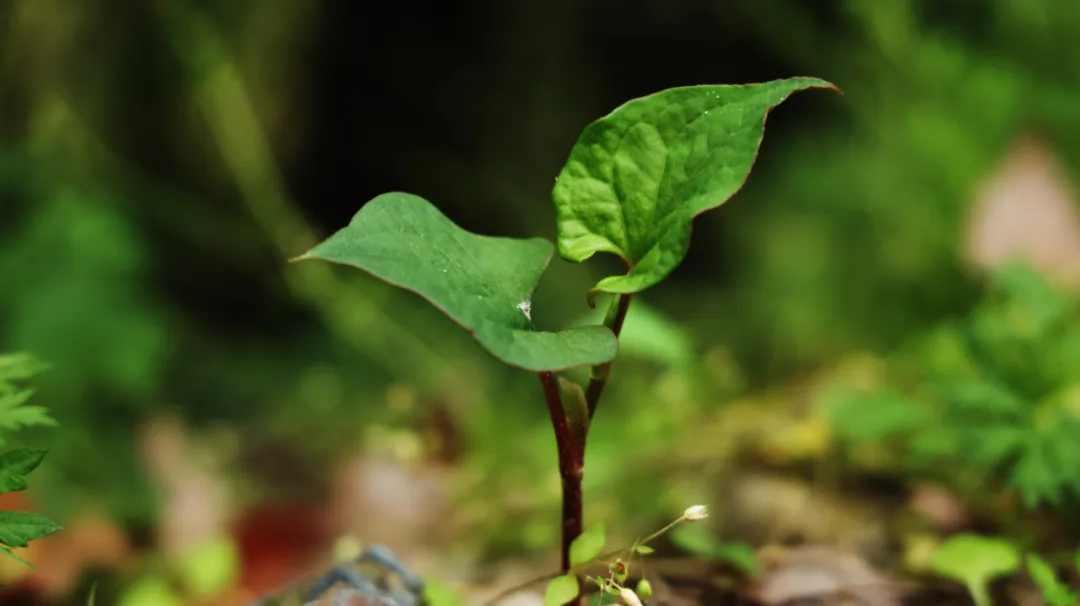 一味奇妙中药,抗肿瘤、抗病毒、抗辐射、抗放射、抗抑郁、抗过敏