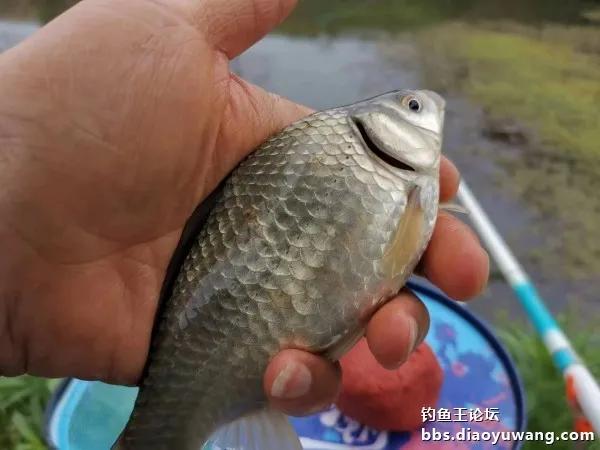 鱼来神米‘搭台’，地狱猫‘唱戏’ 绝了