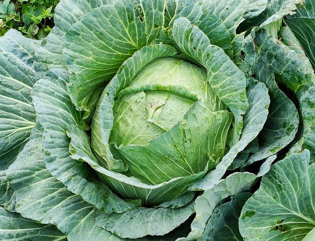 10天瘦12斤,56岁伊能静减肥食谱火了!网友:对自己要舍得下狠手