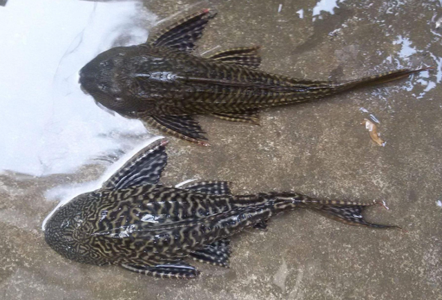 居然比鲤鱼还要难吃?钓鱼佬眼中最难吃的5种鱼,白给都不想要?