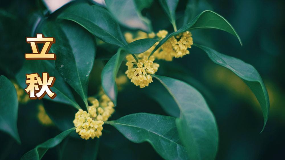 8月7立秋，传统吃饺子，韭菜芹菜靠边站，首选这3样，吃出好福气
