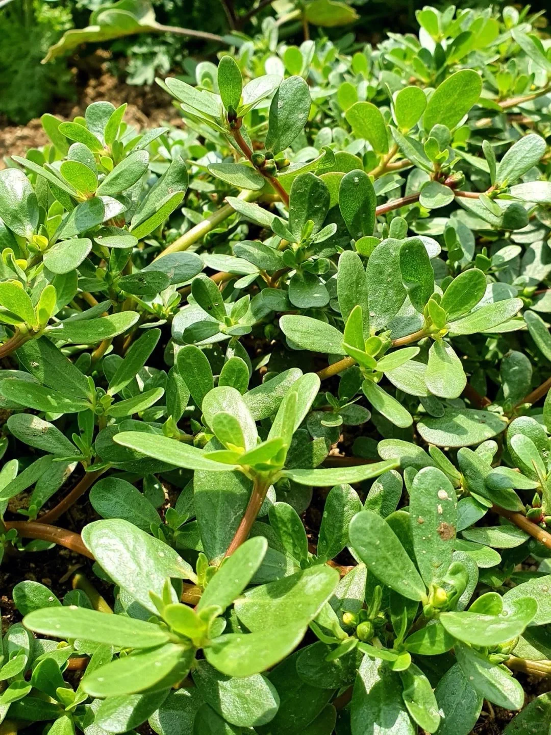 春天到了，30种常见野菜图片，遇到了认准了就挖回家吃吧