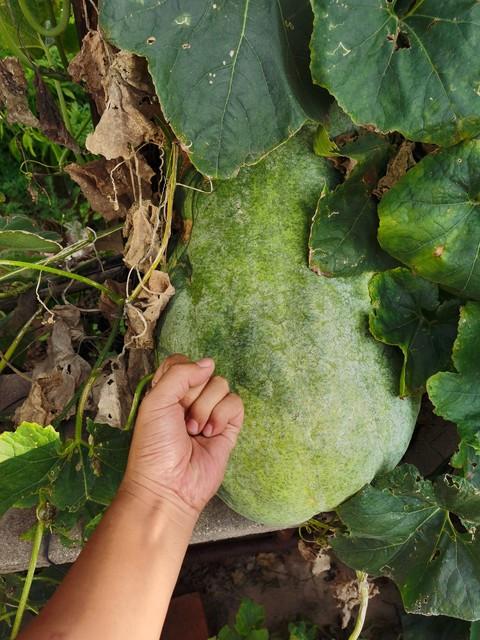 冬瓜是肾结石“克星”，医生建议：消除肾结石，牢记生活2多2少