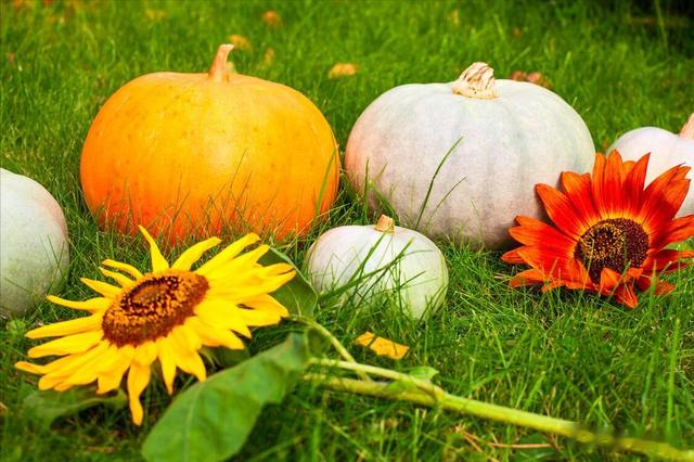 秋处暑,猛如虎!秋天多吃5宝,滋补解秋燥,身体受用一整年!