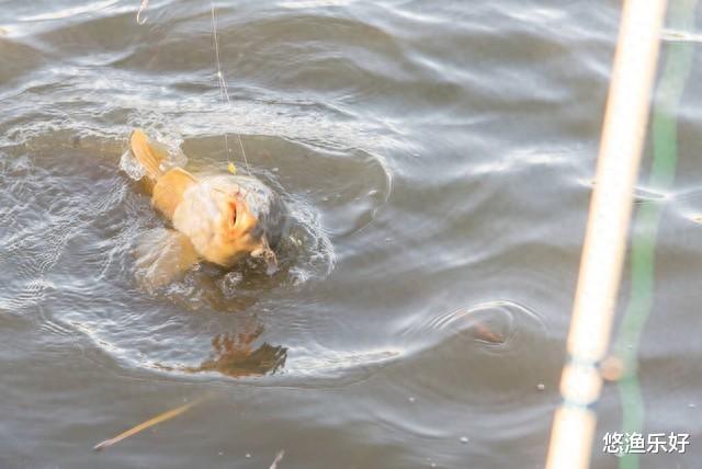 野钓鲤鱼的“黄金公式”，从钓位打窝到饵料钓法，全有了！