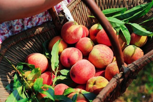 买桃子,挑软的还是硬的、尖的还是圆的?教你4招,桃子甘甜多汁
