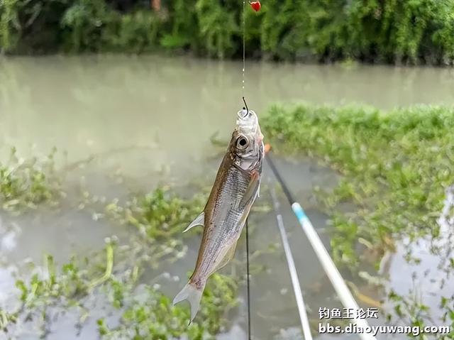 地狱猫诱钓合一表现不俗