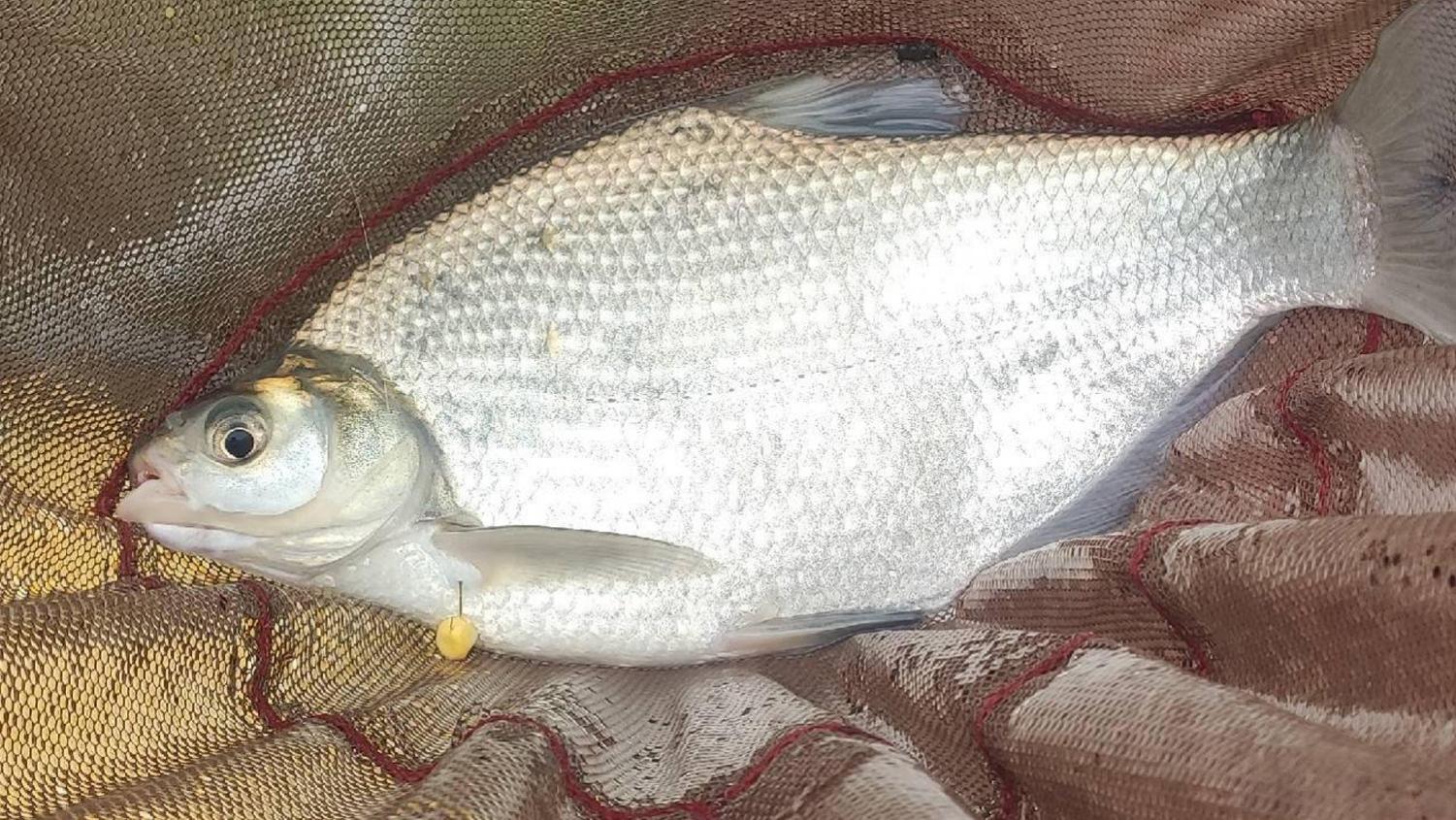 开春钓鳊鱼的4个技巧，体验钓鳊鱼疯狂连竿