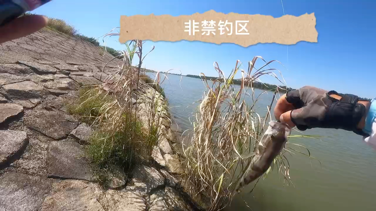 “劝君莫钓三月鲫”？要我说：莫要道德绑架钓鱼人！