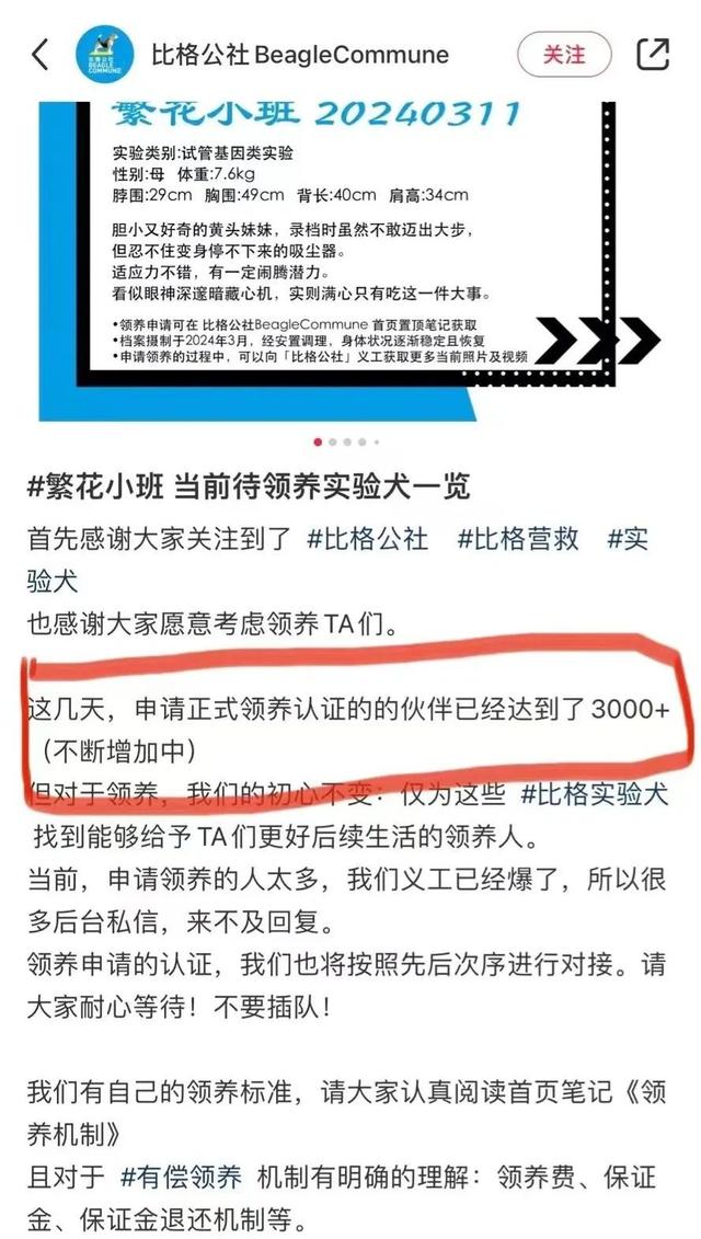 全网为杜江霍思燕一家颁发塌房豁免权,好小众的荣誉啊