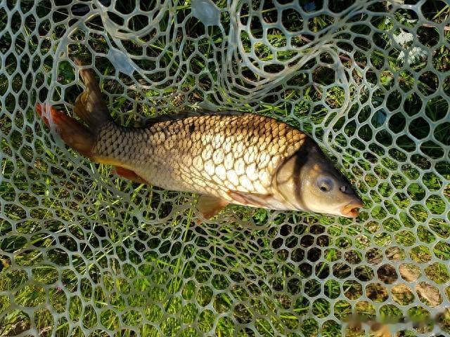 野钓调试浮漂的另类解读，新钓友请进老钓友绕行