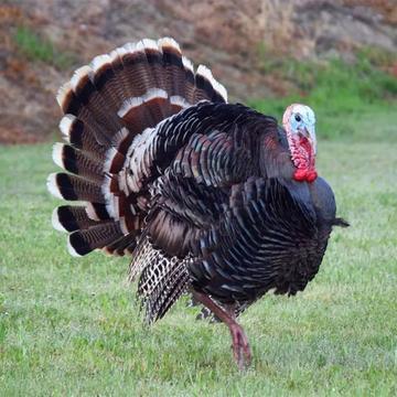 曾被西方当成宝，营养价值比牛羊还高，在中国却没人吃也没人养？
