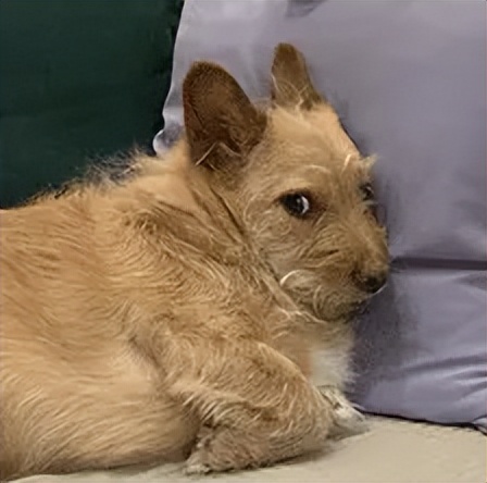 本以为他俩是形婚，结果现在孩子都要生出来了？