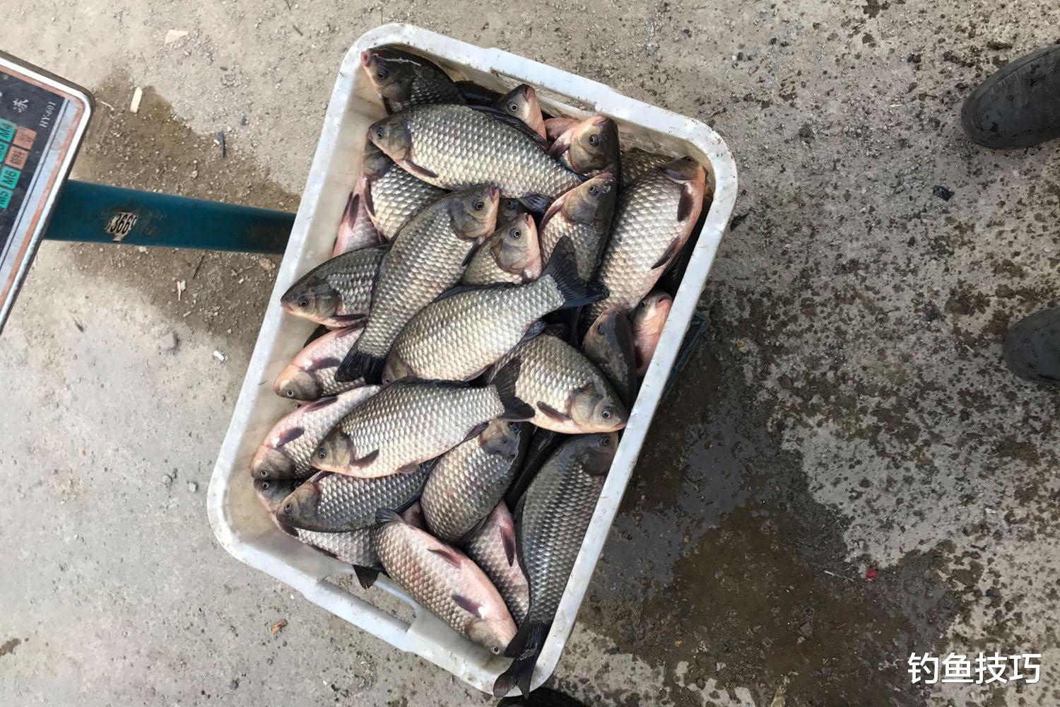 如何钓工程鲫?工程鲫的特点和垂钓技巧