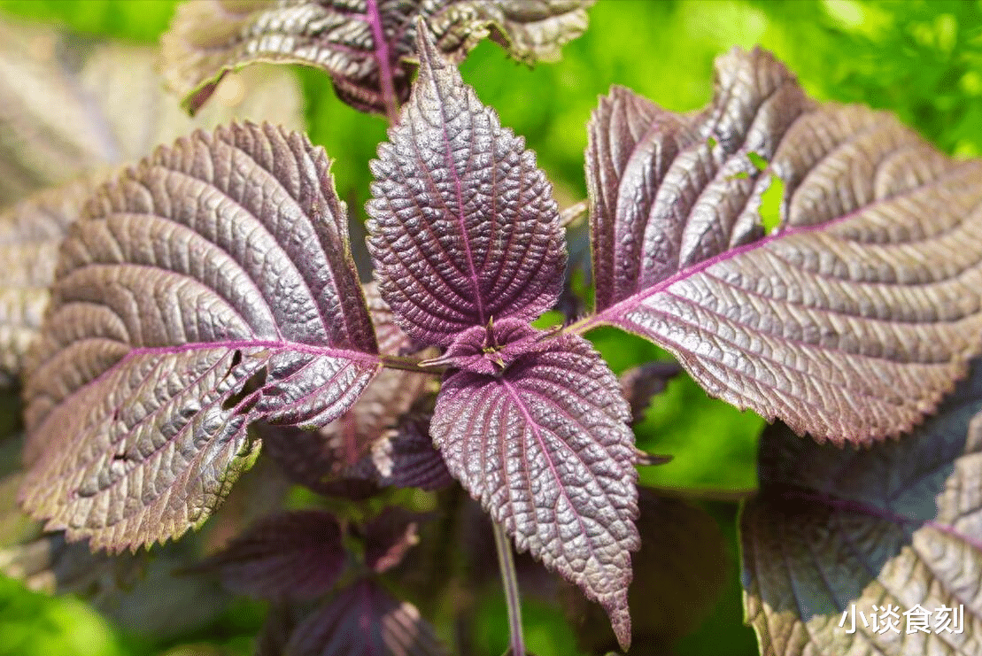 “立夏吃一草，福气上门找”，1草指啥？怎么吃更受益？答案来了