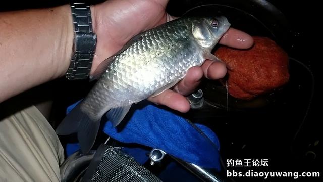 夜战，地狱猫再获鲤鲫