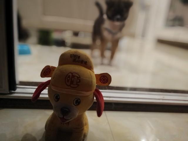 狗年出生的人必看：最难熬的年龄是哪段？什么时候可能会发家致富