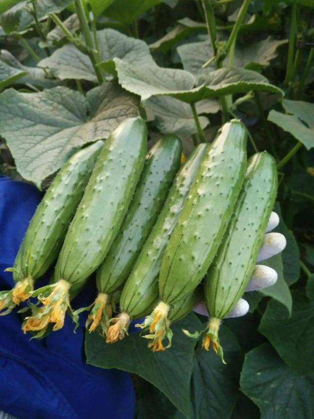 打了激素的黄瓜如何辨认？菜农：牢记4点，保准买不到激素黄瓜！