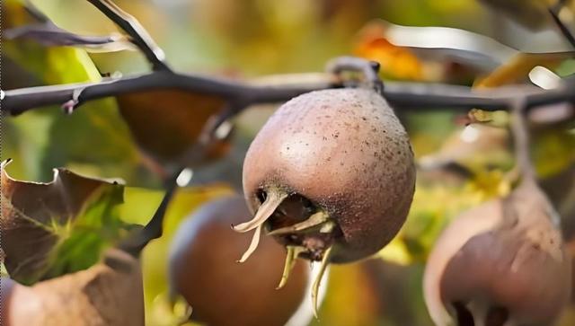 被遗忘百年的“奇葩水果”，放烂了才好吃，曾是中世纪的救命粮！