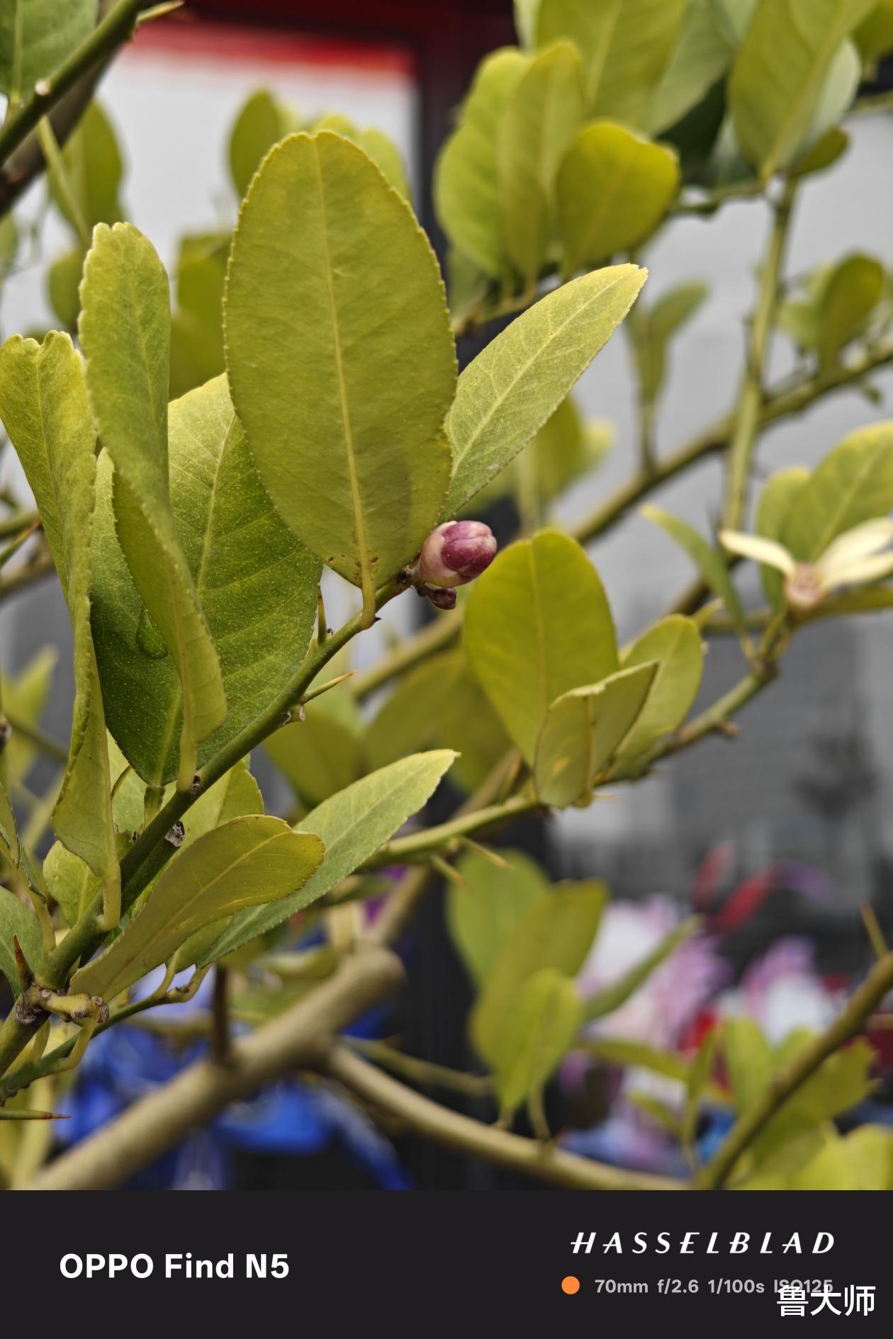 OPPO Find N5測評：將折疊屏厚度首次打進9mm內，綠廠在玩“空間魔術”？