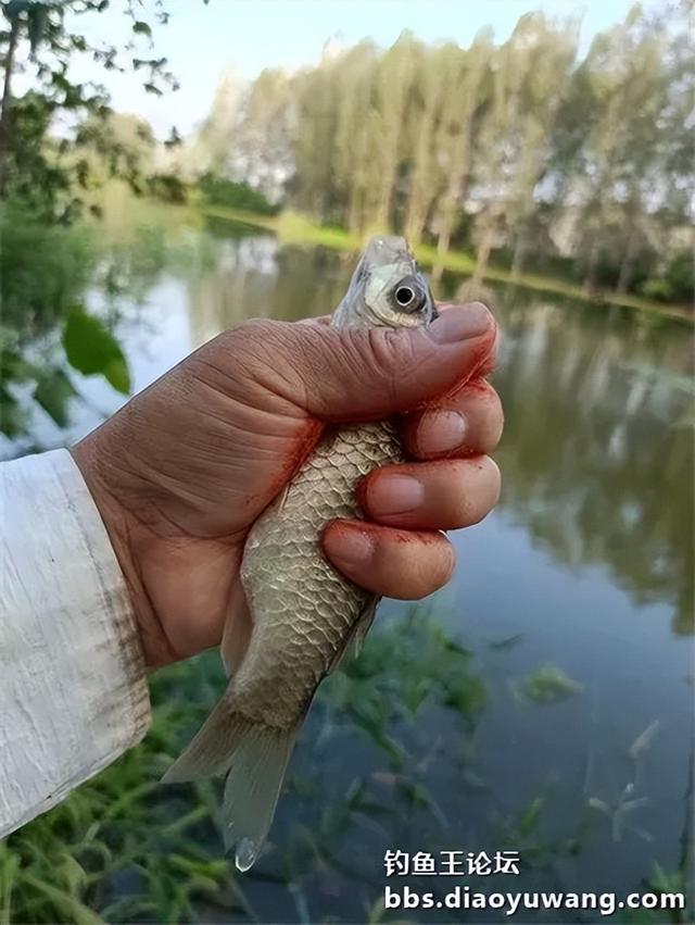 地狱猫头伏立功