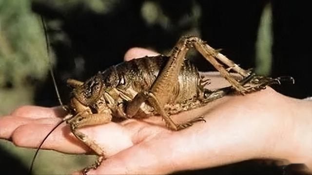 “水中霸王”水知了：连毒蛇都是它的家常菜，口感却比螃蟹还鲜美