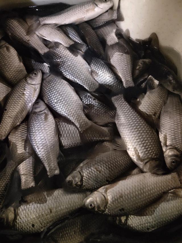 三月惊蛰，钓鱼的天气完全变了。钓鱼要看天气才能安排钓鱼的计划