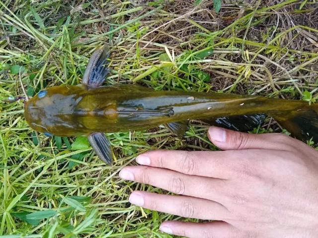 阴雨绵绵的梅雨季，江河水质浑浊涨水快，却是钓鱼佬的“爆护”季
