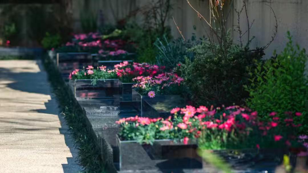 琼瑶墓地近况！周围摆满圣诞鲜花，大批粉丝围观，周杰发文引热议