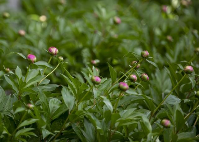 这个方子是中医治脾胃第一方,用了两千年还是无人能超越