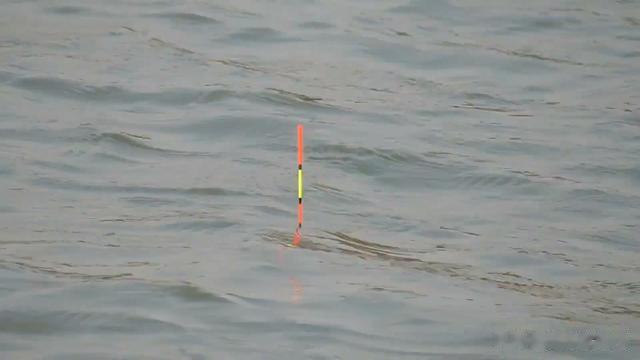 河边偶遇野钓老大哥的钓鱼秘诀:调漂技巧大公开