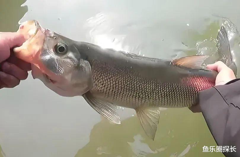 翘嘴竿是市场需求，还是商家创造的新名词，用来割韭菜收智商税？