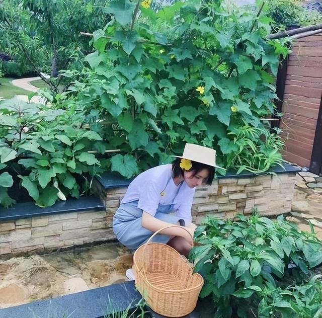 张馨予小院又火了,瓜果压弯枝,一年四季有鲜花,千万网友求同款