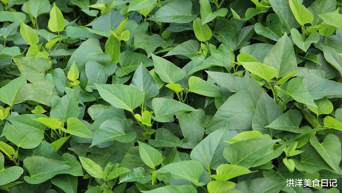 入伏前,碰见这个菜别错过,它全身都是宝,却被人“嫌弃”!