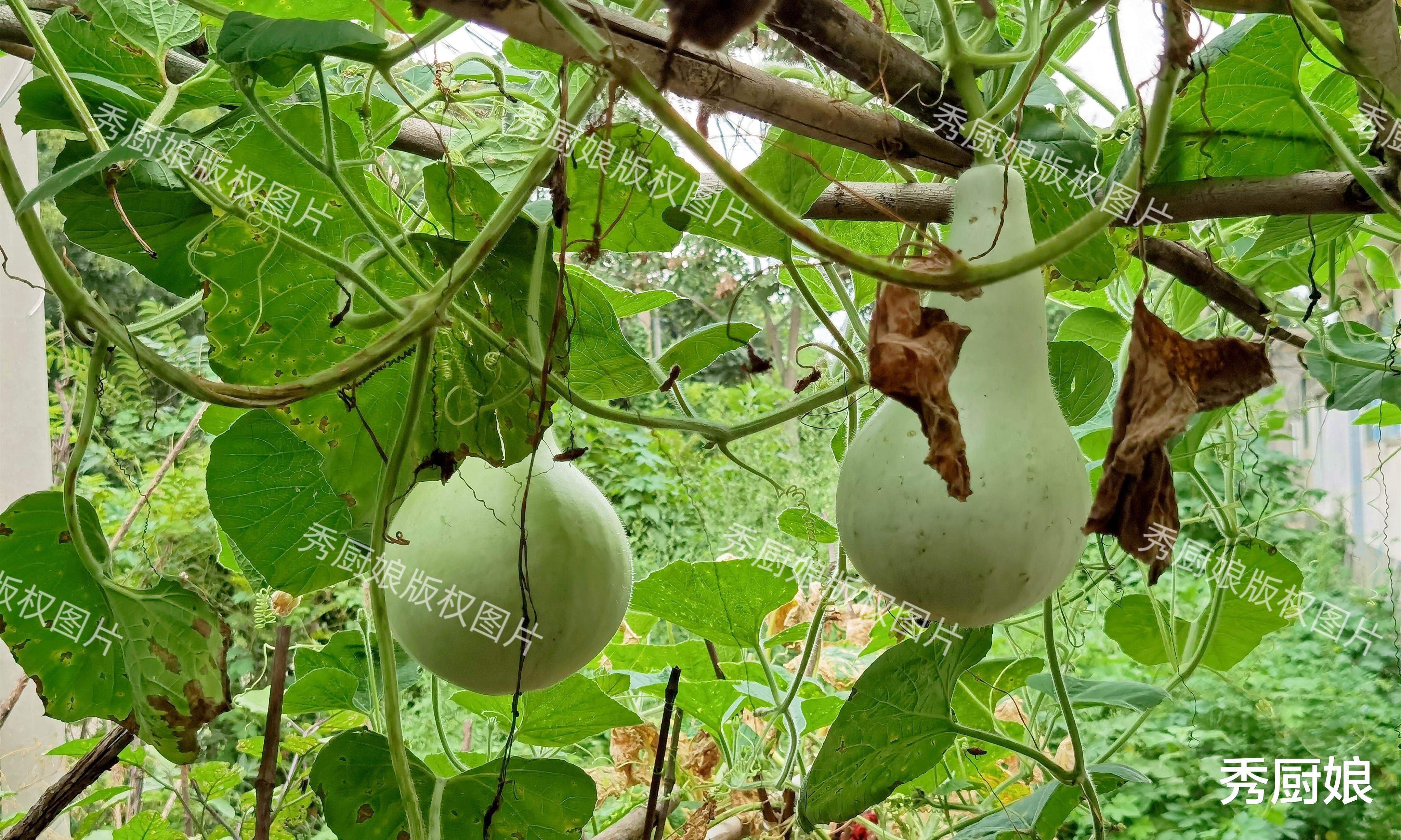 秋天吃一瓜,活到九十八,清心热、润心肺,养肝明目,现在正当季