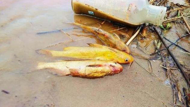 嘎鱼：曾被误认为是“染色鱼”！钓鱼爱好者常用它讨家人欢心