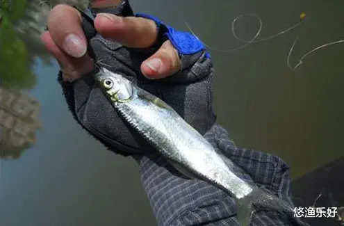 盘点我国淡水水域中的十种小杂鱼，它们为何让钓鱼人头疼？你遇到过几种？