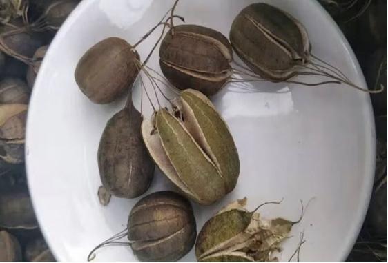 3种中药已被《国家药典》除名，有肾毒性还致癌，别以为是好药