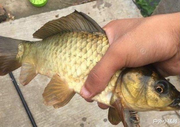 神秘的菜饼：农村钓鱼的秘籍