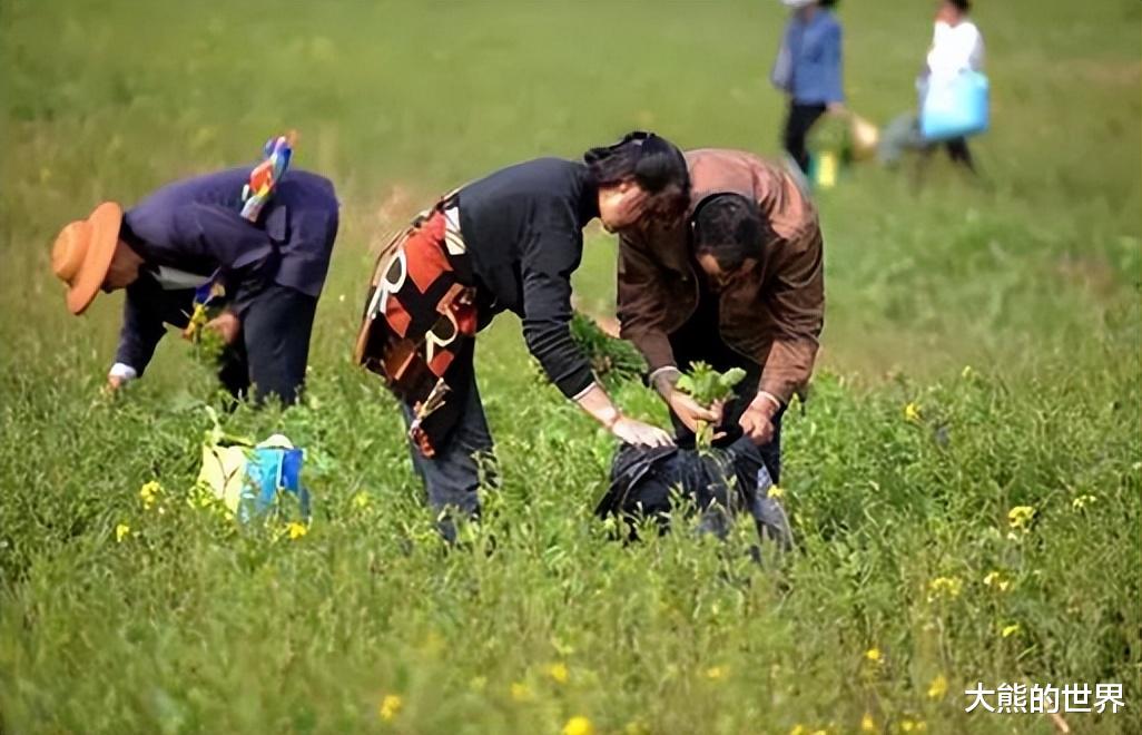 3月包饺子，韭菜靠边站，这三种馅鲜嫩营养，包饺吃子真香！