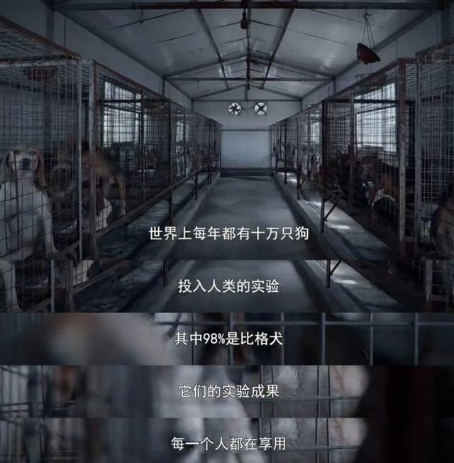 全网为杜江霍思燕一家颁发塌房豁免权,好小众的荣誉啊