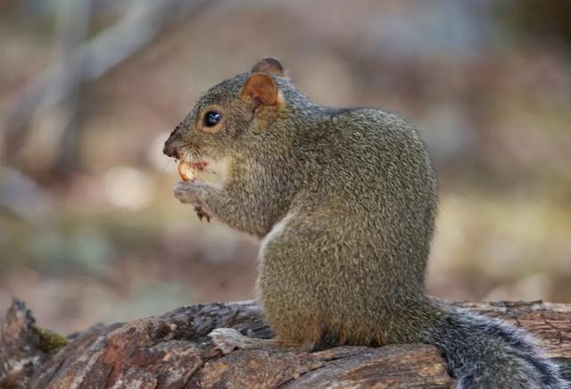 不到1.4萬！RF200-800大炮你心動嗎？