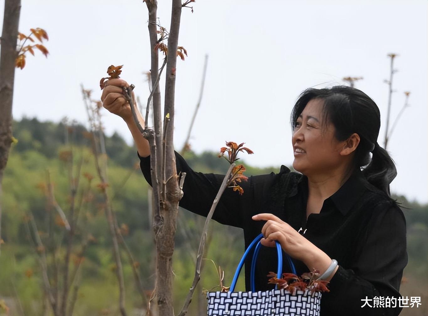 香椿好吃“禁忌多”!老传统讲究:3能吃、2不忘、1不放,别乱吃