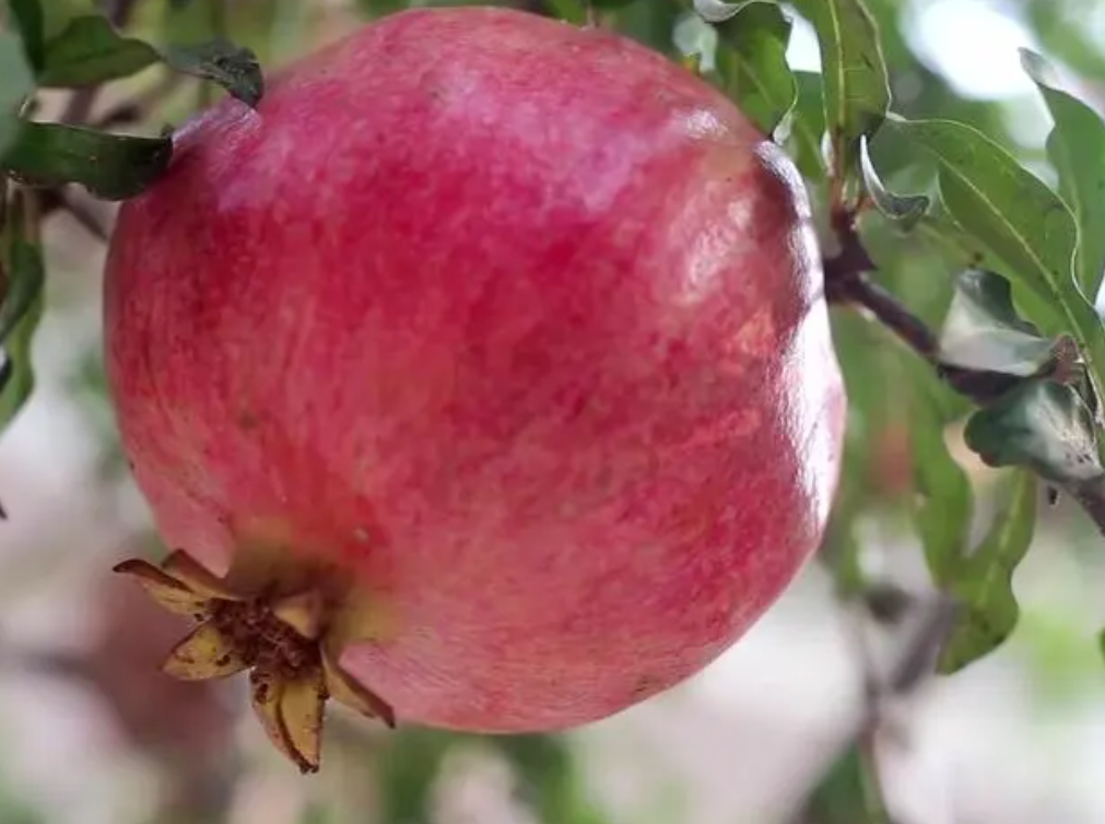 中秋节将至，买石榴要挑选圆的还是方的？果农道出真相，别买错了