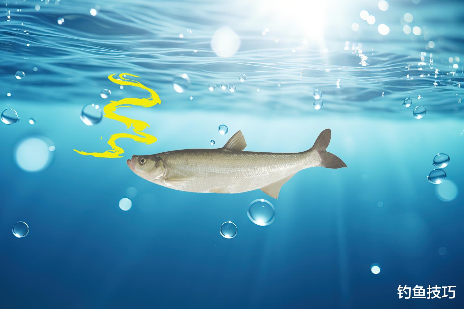 钓翘嘴鱼时鱼饵味型的重要性，千万不可忽视