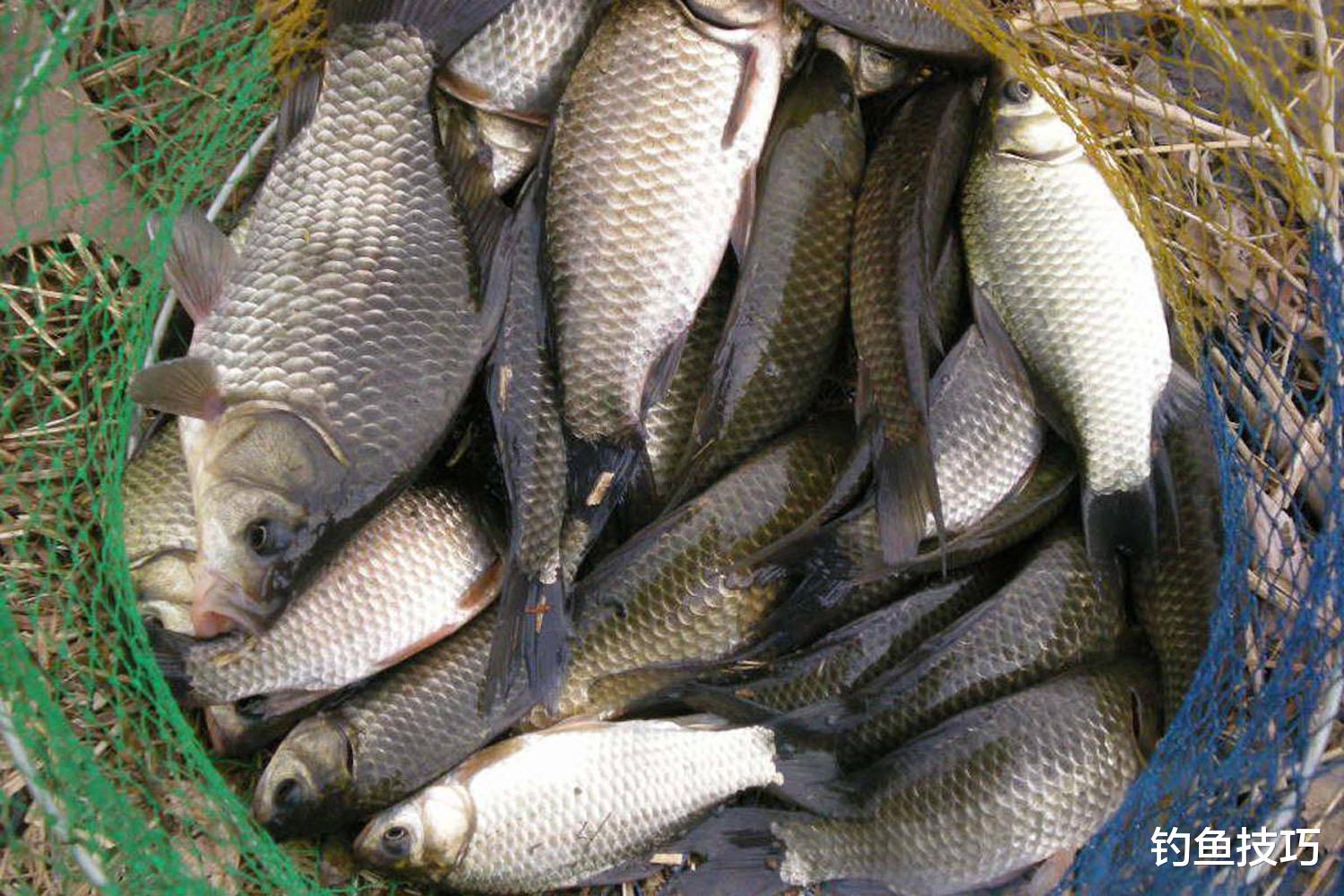 钓鱼口诀的4个不一定，弥补钓鱼知识的漏洞