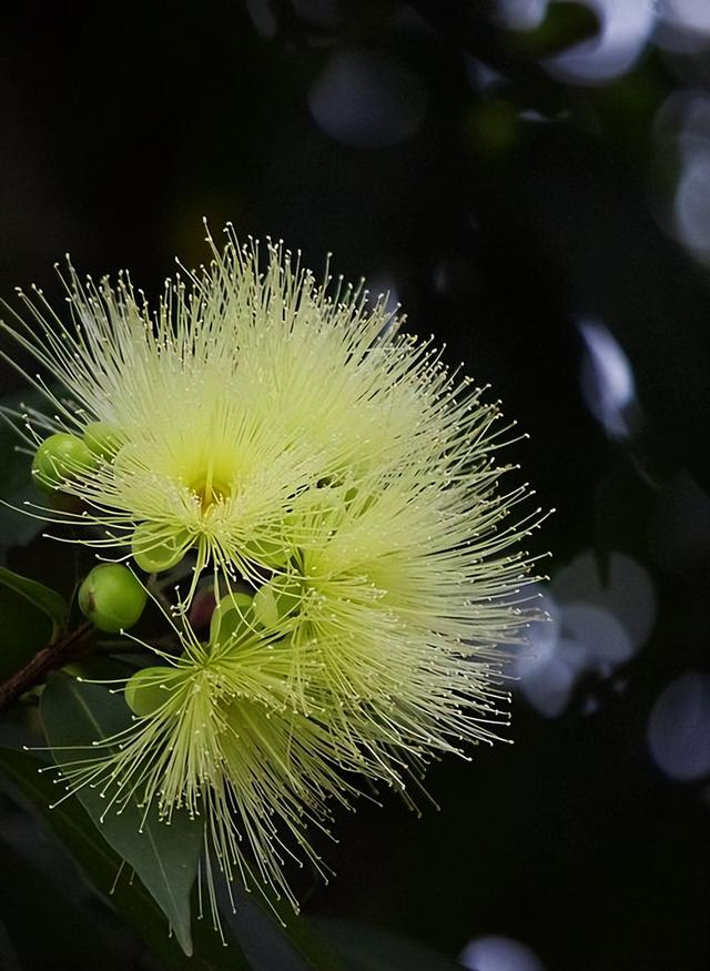 活在70后80后记忆里的十种水果，现在却鲜有人问津！你吃过几种？
