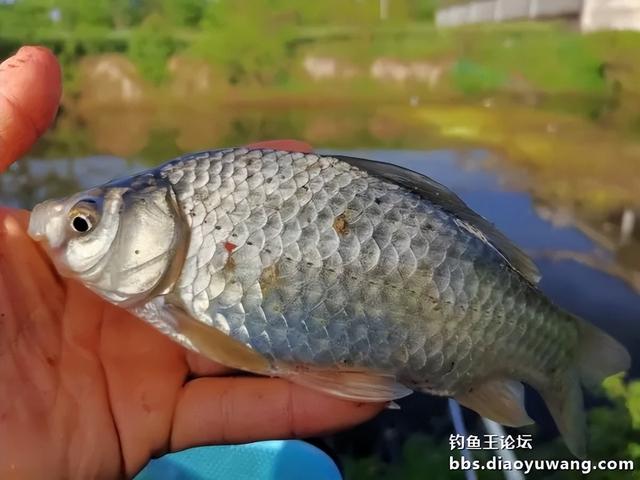 春之游钓，逸趣盎然