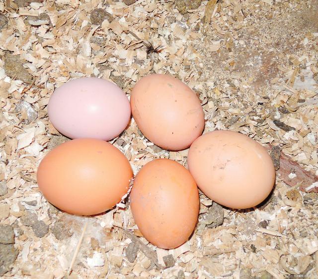 5元一斤洋鸡蛋和12元一斤的土鸡蛋，到底哪个好？很多人都选错了